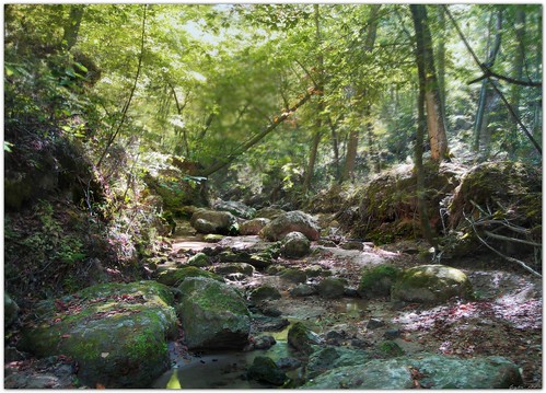 nature forest mississippi landscape woods louisiana rocks boulders creekbed tunicahills canonefs1022mmf3545usm 17mm mrgreenjeans gaylon clarkcreeknaturearea gaylonkeeling