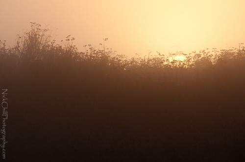 california morning mist field misty sunrise haze nikon image sandiego horizon stock foggy santee missiontrailsregionalpark kumeyaaylake d300s nickchill