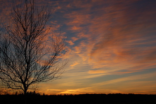 sunset canada tree princeedwardisland pei albioncross