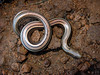<a href="http://www.flickr.com/photos/taurielloanimaliorchidee/5175912316/">Photo of Chalcides chalcides by Matteo Paolo Tauriello</a>