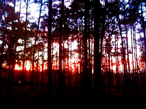 november autumn trees light sunset orange fall mississippi landscape evening dusk pines