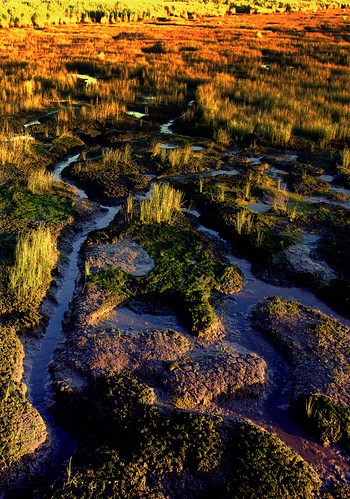 wetlands tasmania tamar