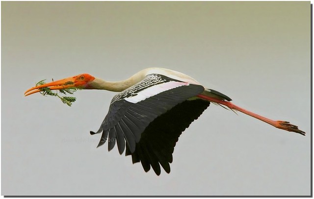  Sultanpur Lake Bird Sanctuary 