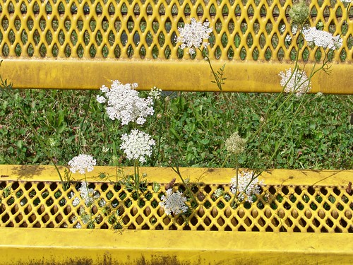 flowers plants grass playground outside weeds blossoms indiana gary daucuscarota queenanneslace wildcarrots