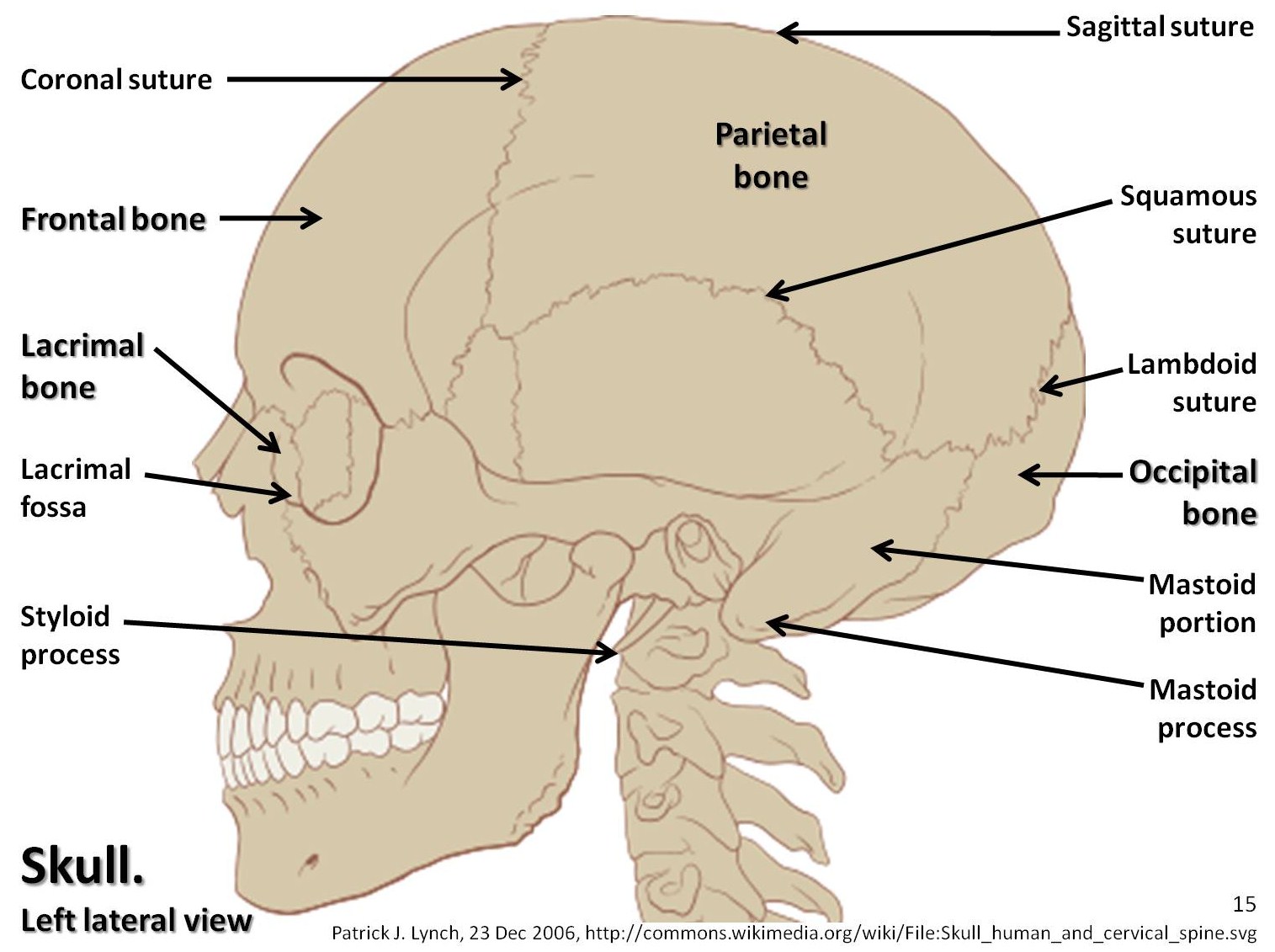 Skull Diagram Lateral View With Labels Part Axial Skeleton Visual Sexiz Pix 6599