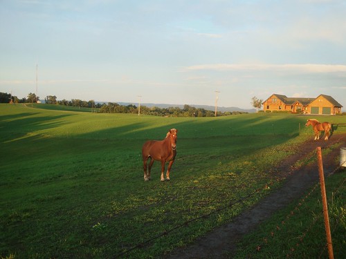 sunset summer horse star shadows pasture mississippiriver bluff clydesdale lacrescentmn