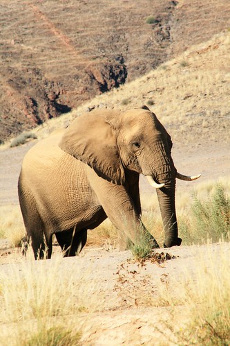 elephant namibia namib