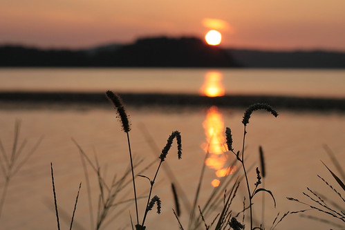 sunset sky plant nature japan canon pond spike tottori koyama tideland