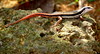 <a href="http://www.flickr.com/photos/jkadavoor/5019448769/">Photo of Sphenomorphus dussumieri by jeevan jose</a>