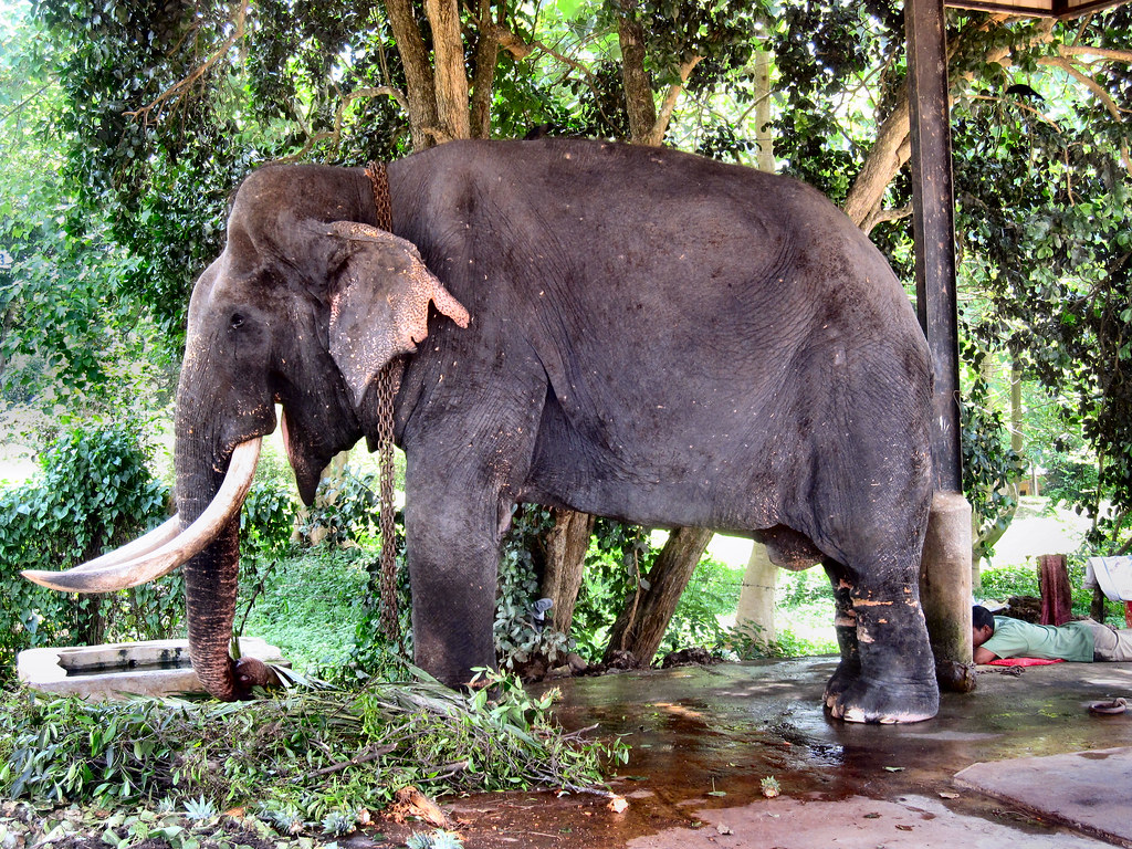 Pinnewala Elephant Orphanage