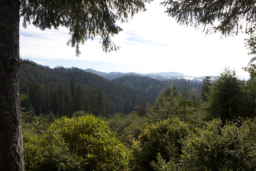 california redwood redwoods 2010 treesofmystery