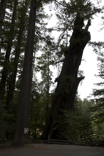 california shrine redwood redwoods drivethrutree 2010