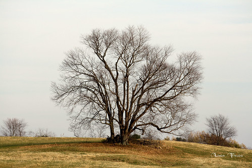tree landscape countryside country wv lone pettyville