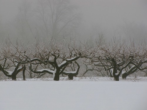 winter snow storm weather fog rural country orchard icestorm icy icefog wintersunrise badweather winterstorm winterweather wintermorning ruralamerica coldmorning fruitorchard fruitfarm snowfog icecovered icecoated icecoveredtrees