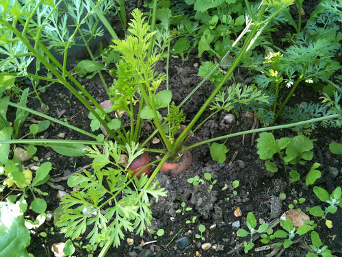 carrot seedling фото