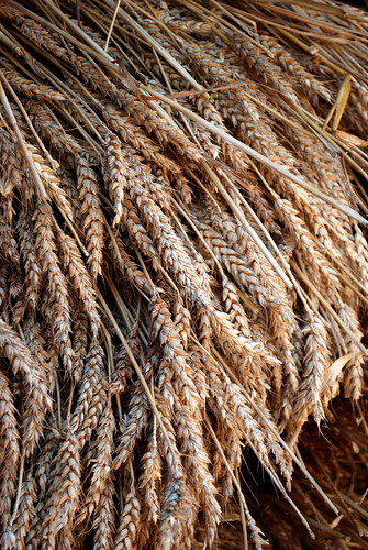 wheat farm northamerica usa virginia mountvernon georgewashington estate nationalhistoriclandmark