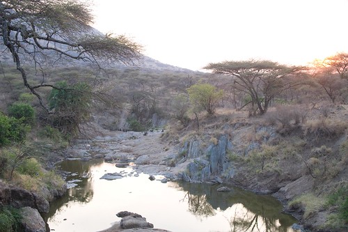 tanzania safari serengeti elementsorganizer