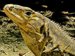 Manuel Antonio 13 - Iguana close-up