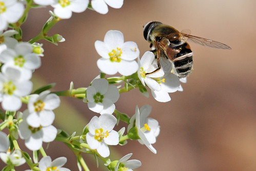 park creek fly kansas flowering wichita spurge chisholm syrphid chisholmcreekpark