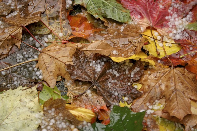 Yellow, Orange, Brown and Green Fall Leaves With Hail