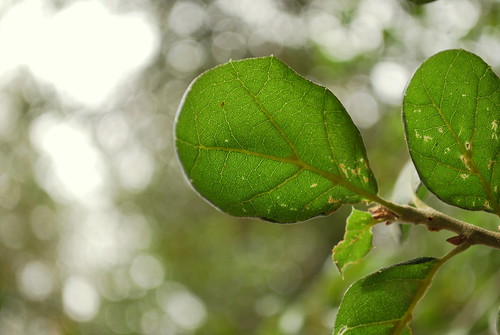 oak leaves