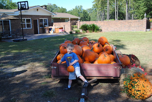 family fall pumpkin fun outdoors farm southcarolina pumpkinpatch fallfestival ridgelandsc holidayfarms