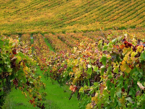 california autumn color fall leaves lumix vines view wine sonoma grapes asti dutchercreekroad