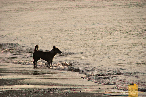 dog beach silhouette asia philippines canine southeast mindoro luzon amazona occidentalmindoro canonpowershots3is abradeilog mimaropa audioscience sangoyo christianlucassangoyo
