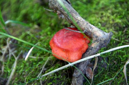 mushrooms hiking trails hike fungi fungus rockbridgestatepark afsdxvrzoomnikkor18200mmf3556gifed springbrooktrail