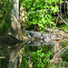 Alligator Canal DSCN3396