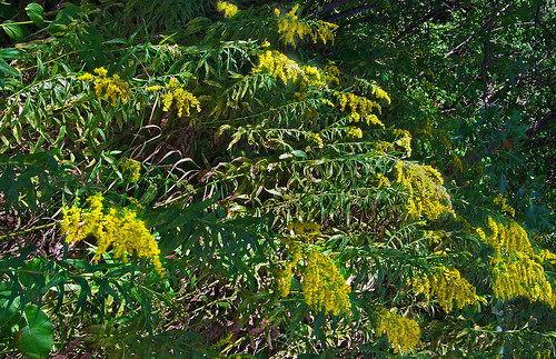 flowers trees shadow plants sunlight nature yellow wisconsin woods goldenrod wildflowers wildflower