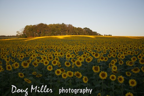 geotagged usm f4l aperture3 sunflowersef1740mm