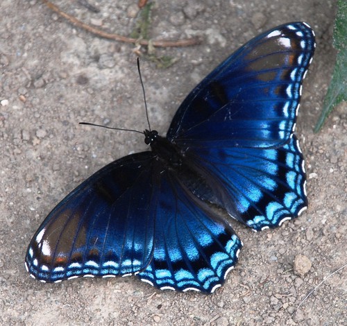 blue nature butterfly insect ngc mygarden wow1 redspottedpurple inthewild mywinners bestofmywinners dblringexcellence aboveandbeyondlevel1 flickrstruereflection1 jennypansing