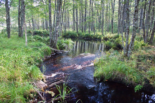 trees holiday canada water river flora photographer novascotia cottage places northamerica organic laconia occasions brookwalk geoffhill