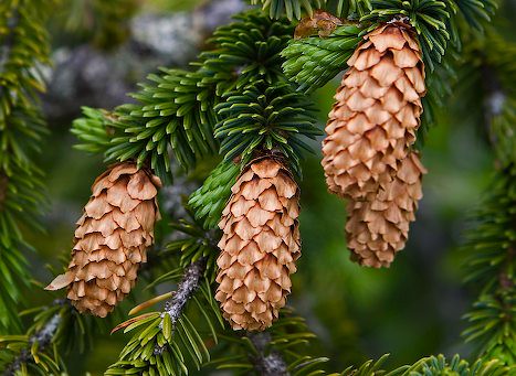 spruce branches with cones