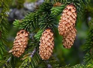 spruce branches with cones for Christmas