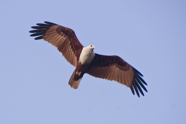 Brahminy Kite | Flickr - Photo Sharing!