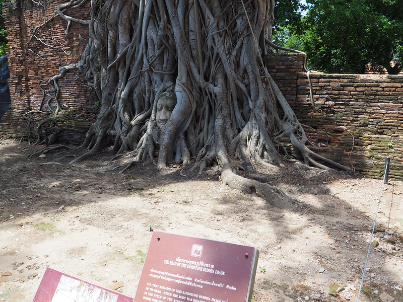 P6222653 ワット・マハータート(Wat Mahathat/วัดมหาธาตุ) アユタヤ タイ thailand 世界遺産