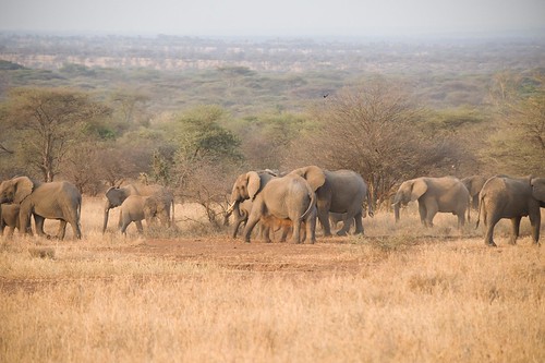 elephant tanzania safari serengeti elementsorganizer