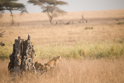 tanzania safari serengeti elementsorganizer