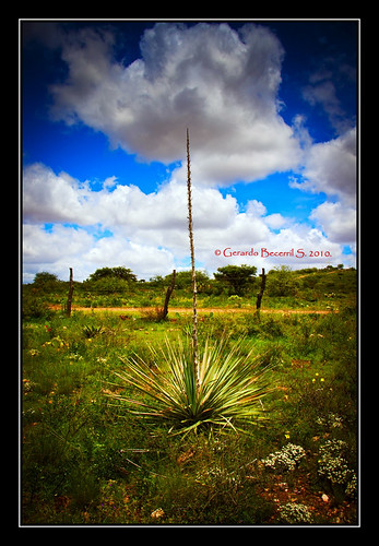 cactus sky landscape desert paisaje cielo zacatecas desierto museo cacto ecoturismo guadalupezacatecas zóquite