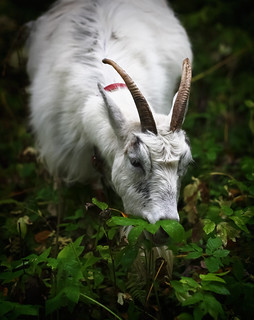 Goat eating goutweed (Aegopodium ...
