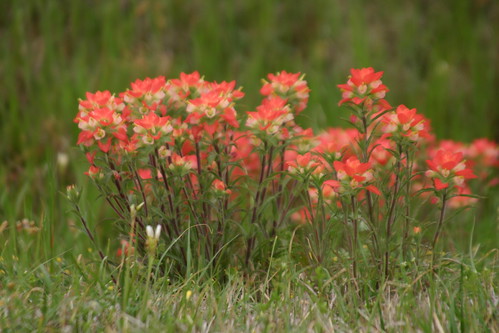 texas wichitafalls indianpaintbrush castilleja texaswildflower prairiefire natureandnothingelse