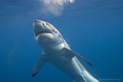 young-great-white-shark