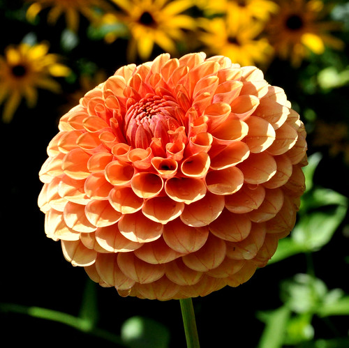 dahlia orange flower orangeflower mintergardens nikond90 nikkor18to200mmvrlens