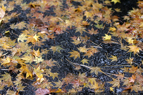 autumn leaves   orange japanese maple