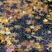 autumn leaves   orange japanese maple