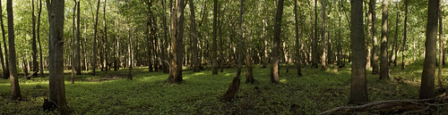 trees panorama green nature leaves forest grove pano branches indiana kankakeeriverstatepark illianaheights