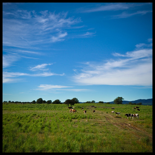 chile blue sky verde green azul nikon cows country cielo nubes campo valparaíso vacas algarrobo
