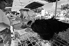 La foire de rouillac, poulets - Photo of Gourville